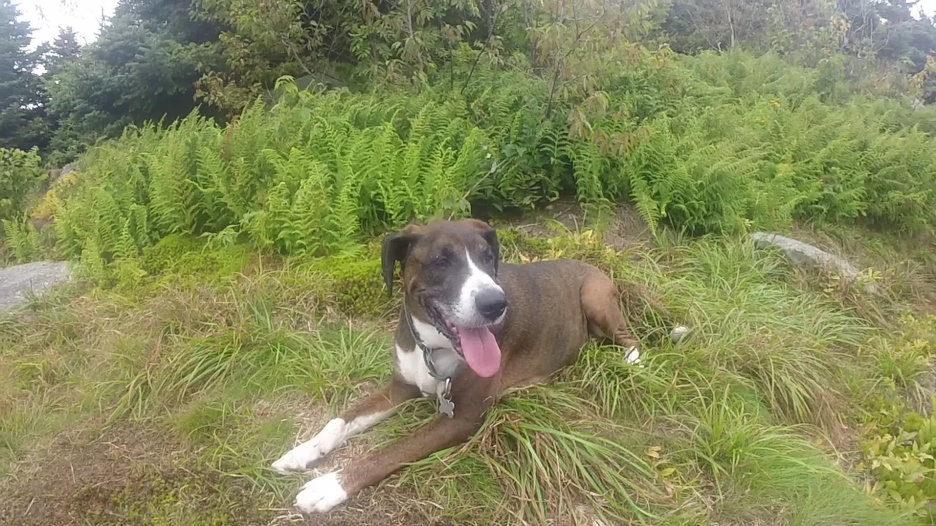 Terrence the dog (no I did not name him!) - fostered until adoption