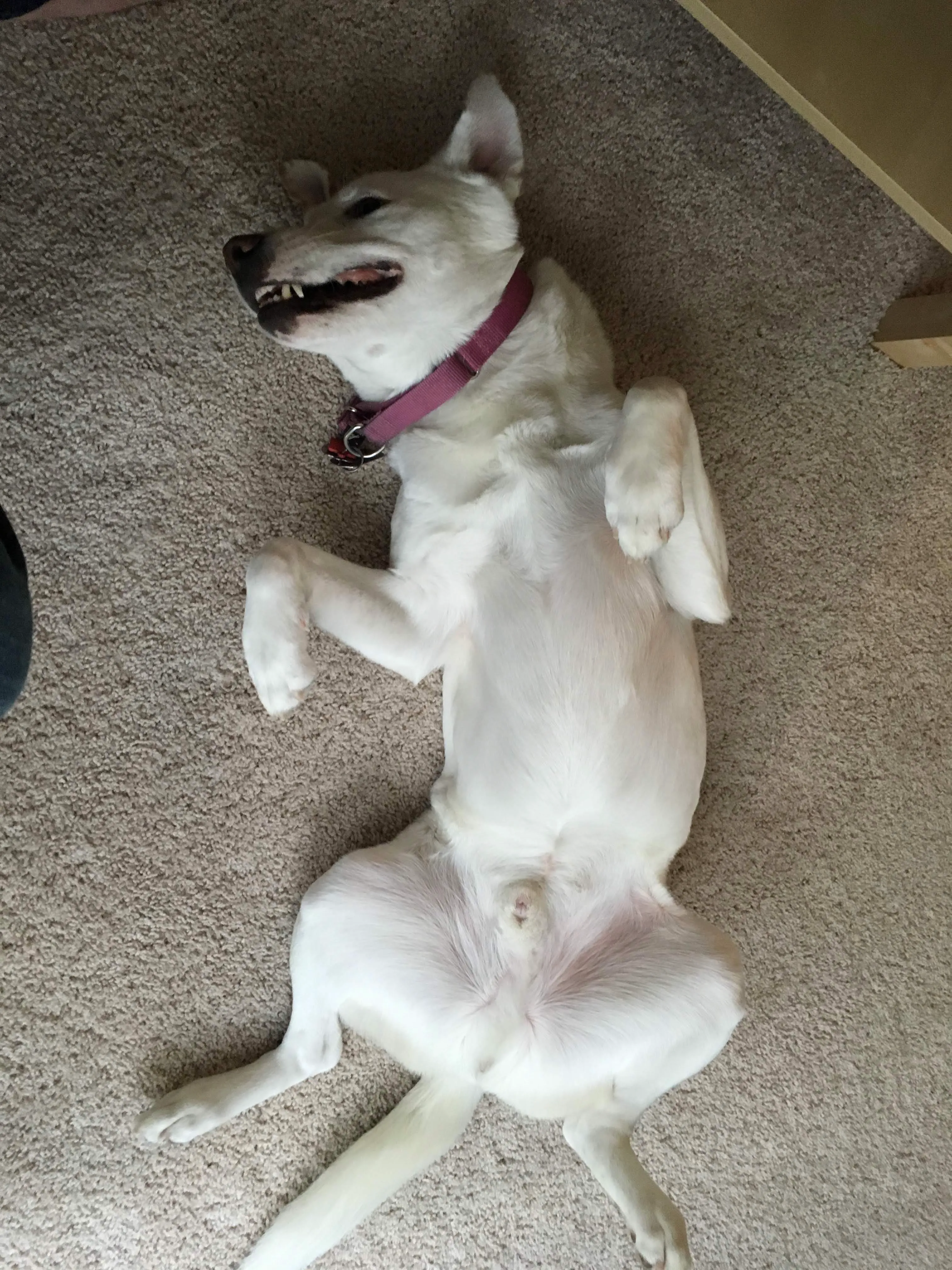 Welcome home - belly rub please