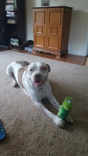 Phantom - fostered until adoption