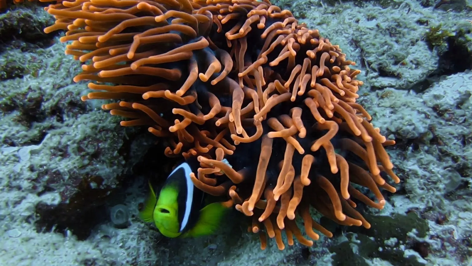 Hiding under an anemone.