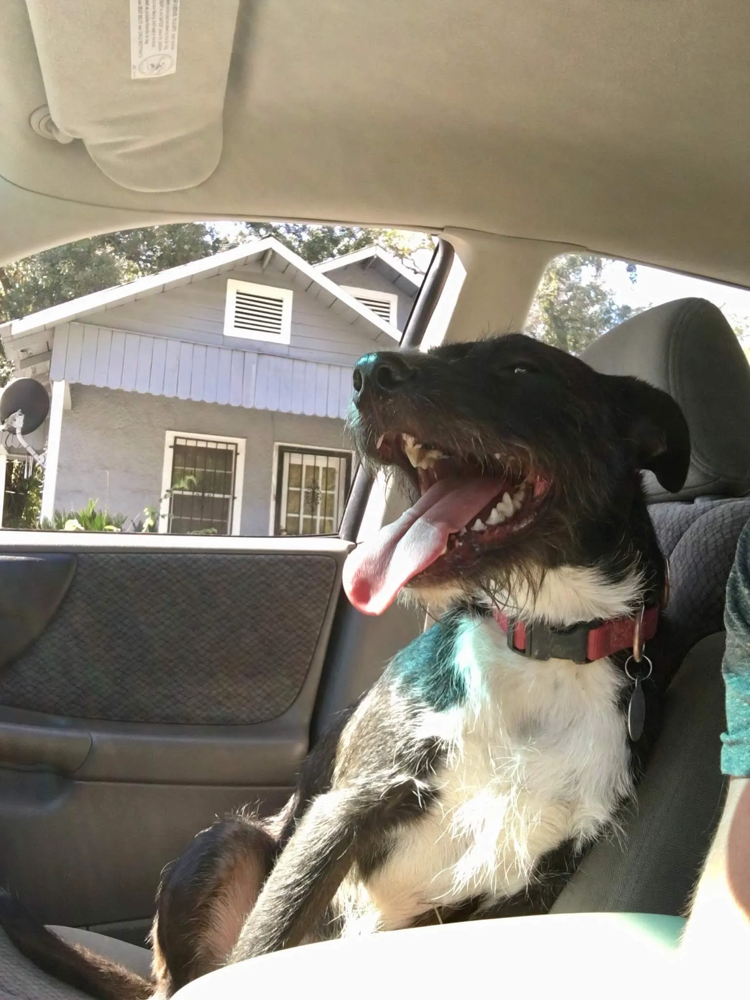 Ralphie - fostered until adoption