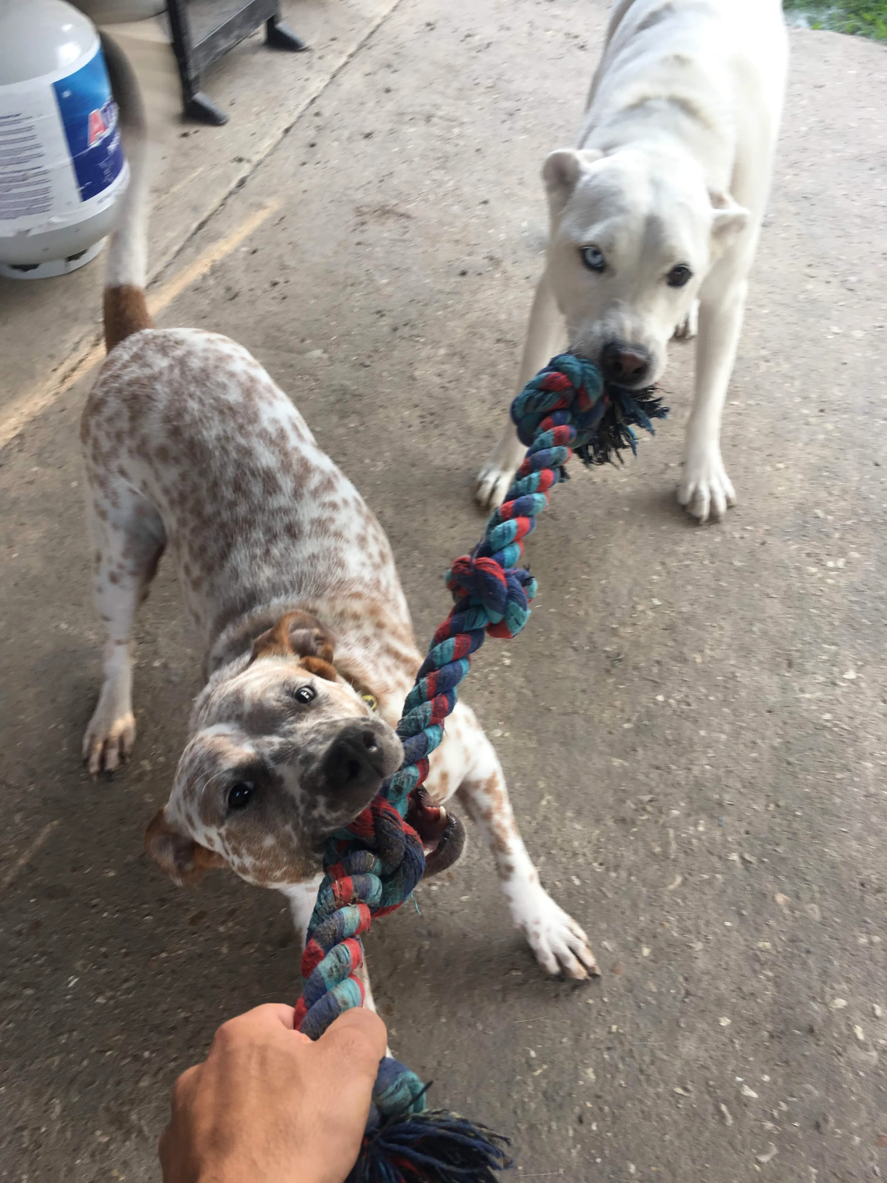 Tug with Oakleigh