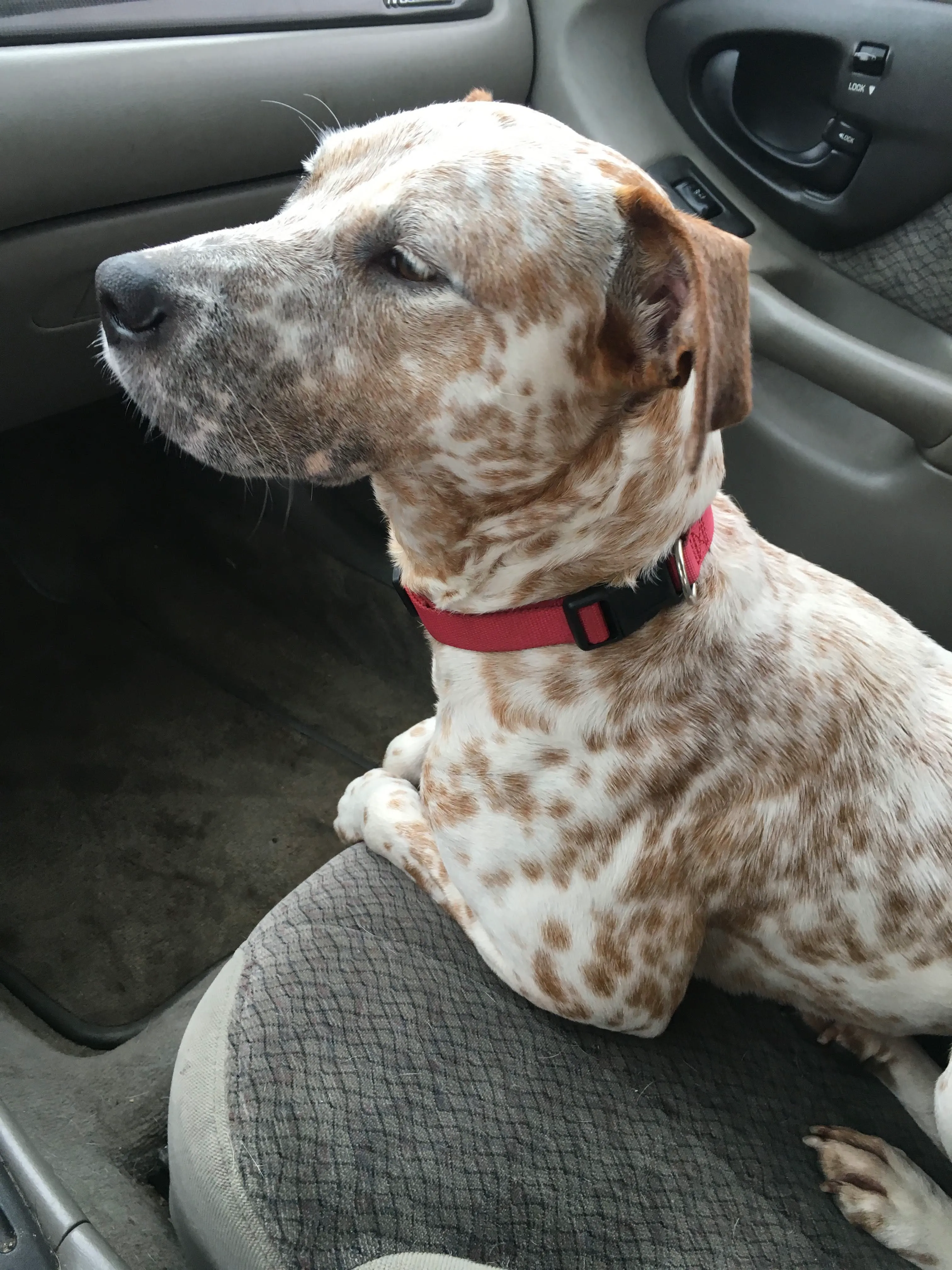 Oakleigh - fostered until adoption