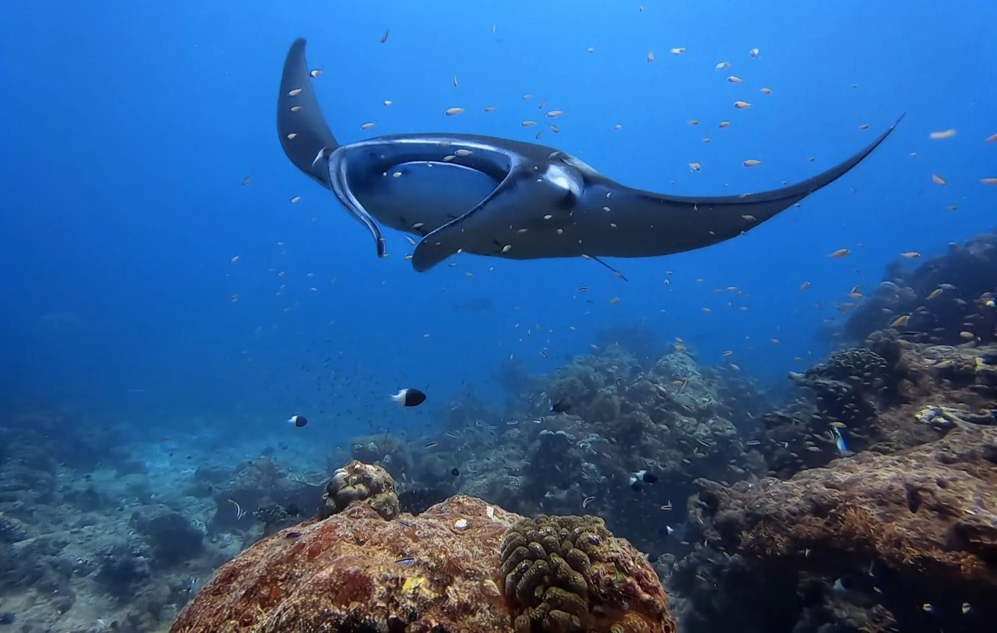 Scuba Diving the Maldives