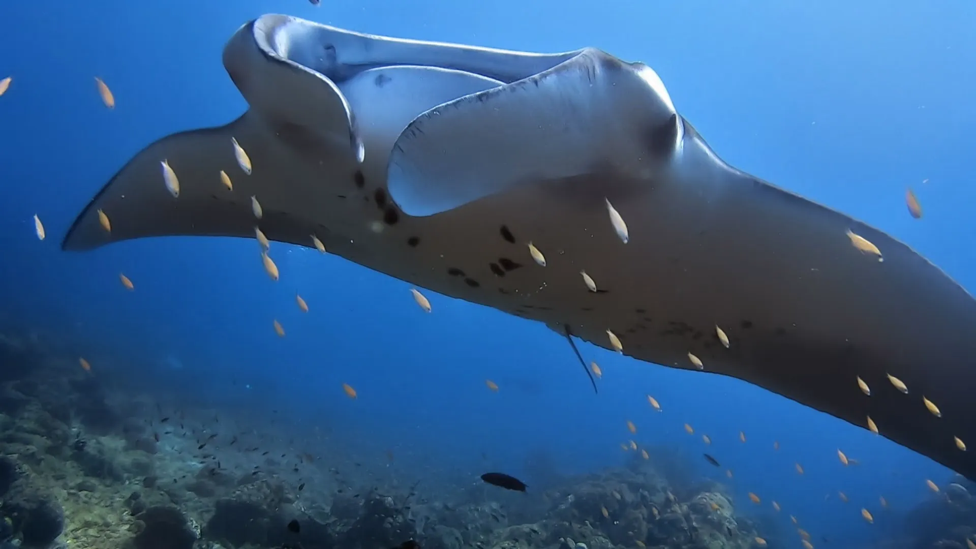 Circling around getting cleaned. No, this is not zoomed in, he swam right over my head.