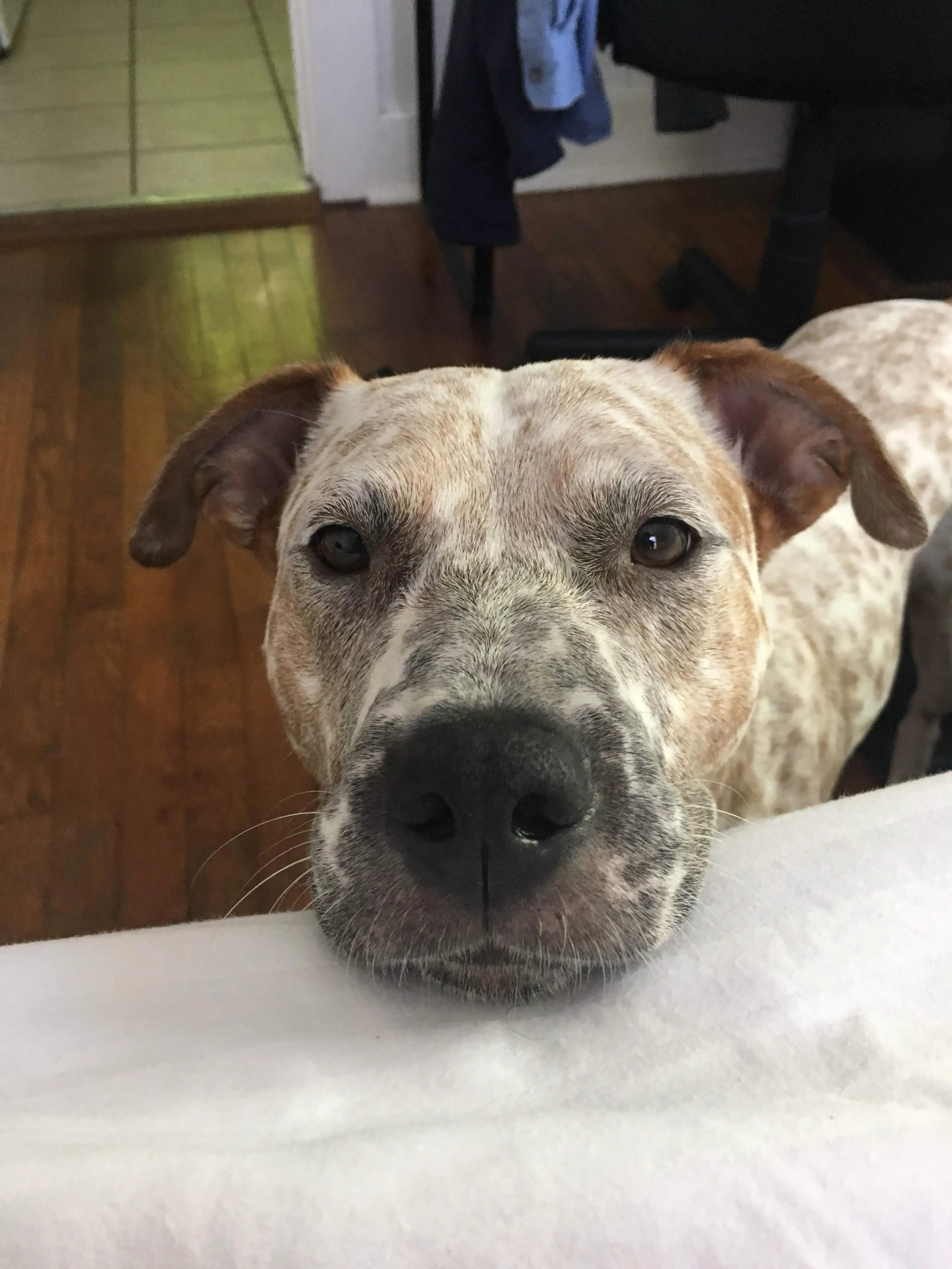Oakleigh was my longest foster, had her for 2 years!