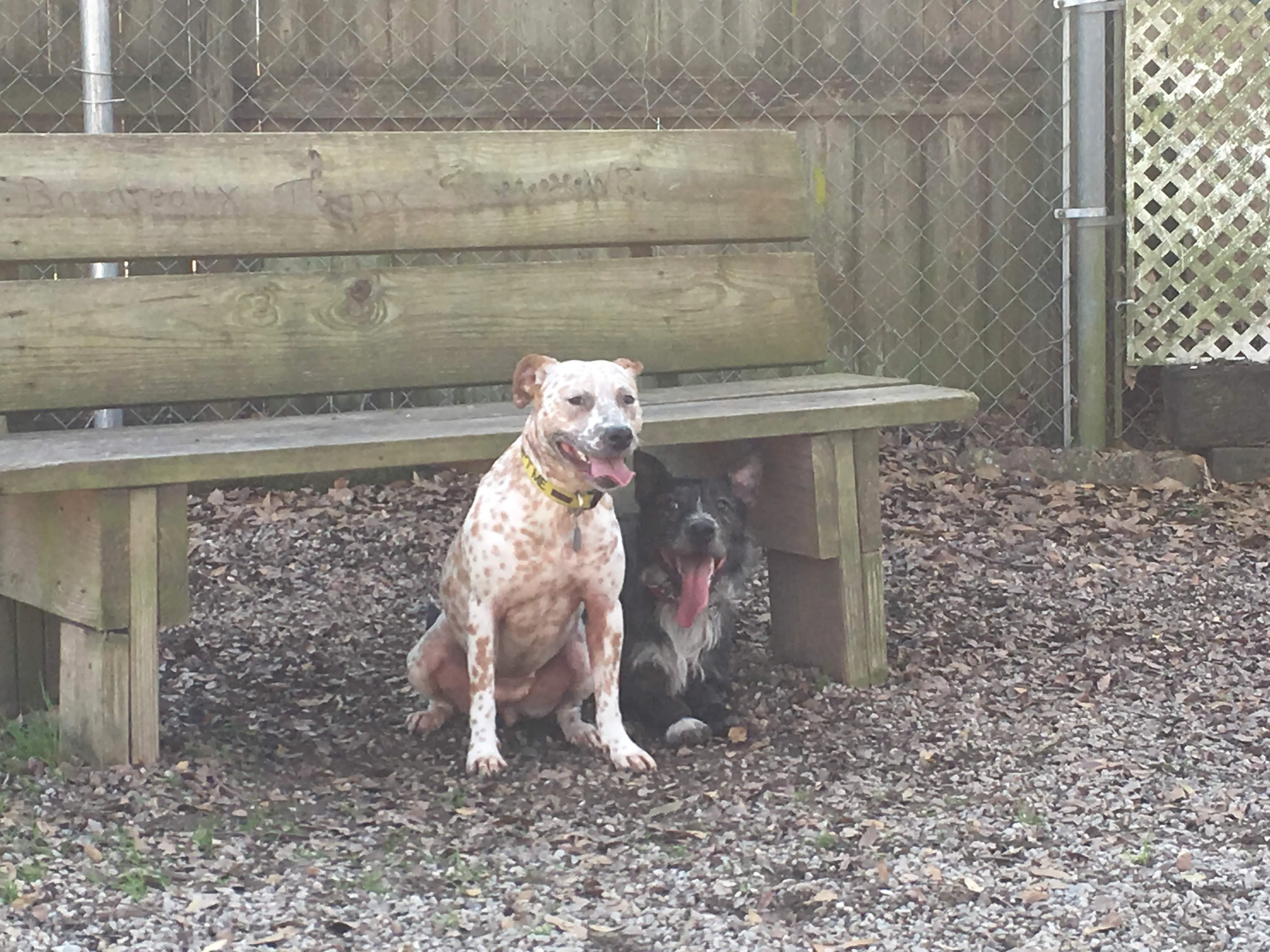 Oakleigh with Deano - temporary foster
