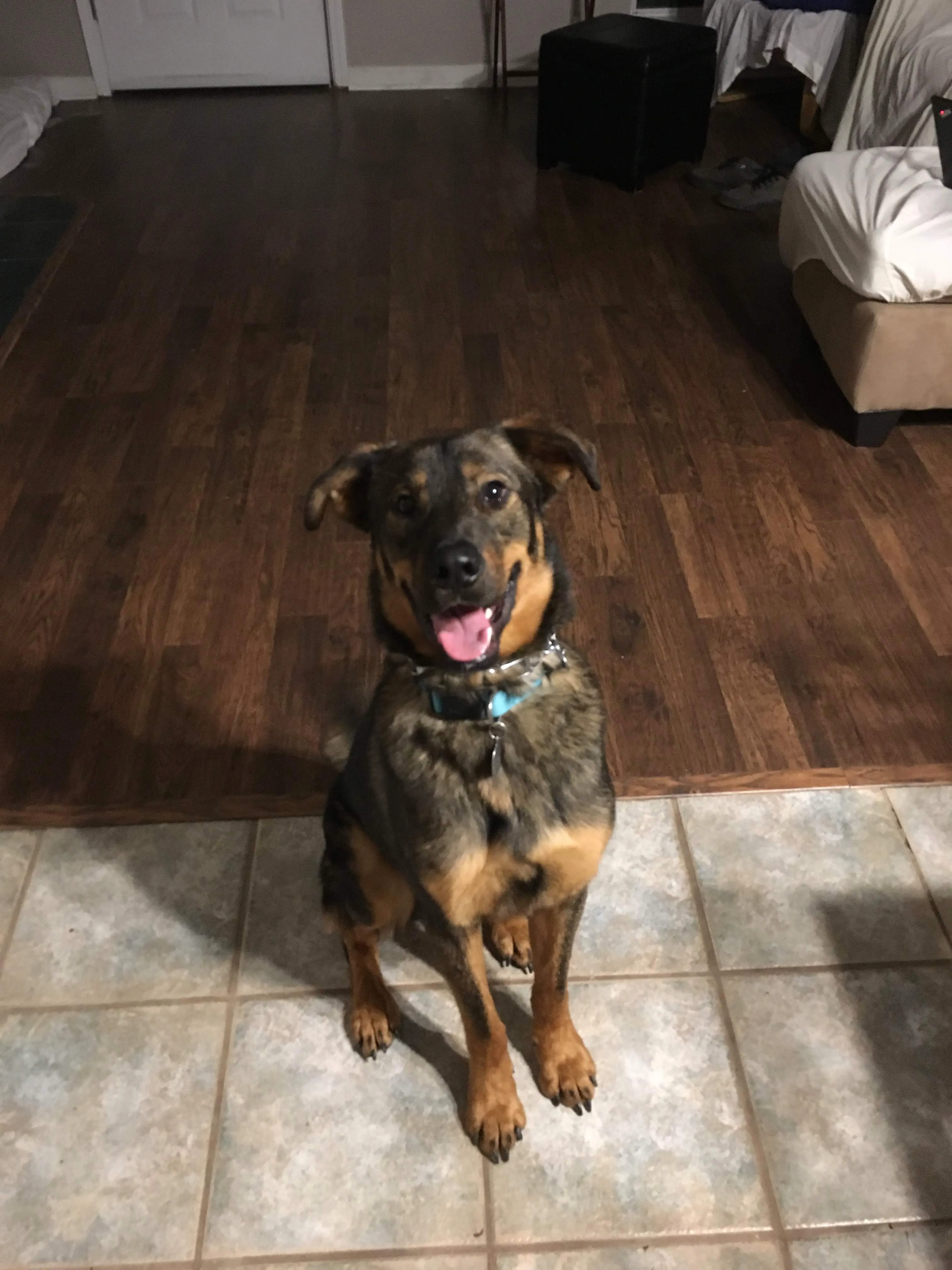 King - temporary foster