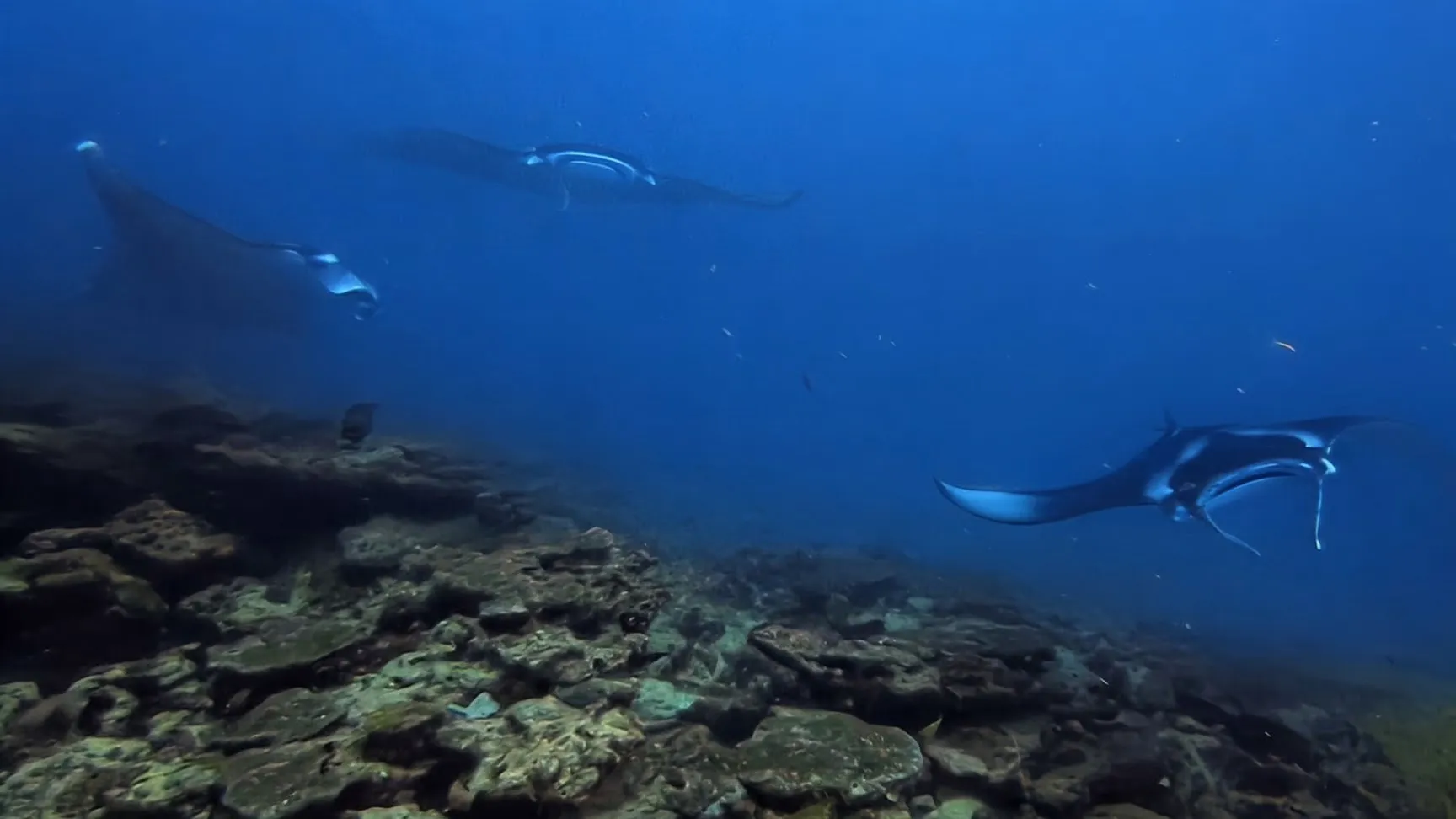 Like I said, a lot of mantas!