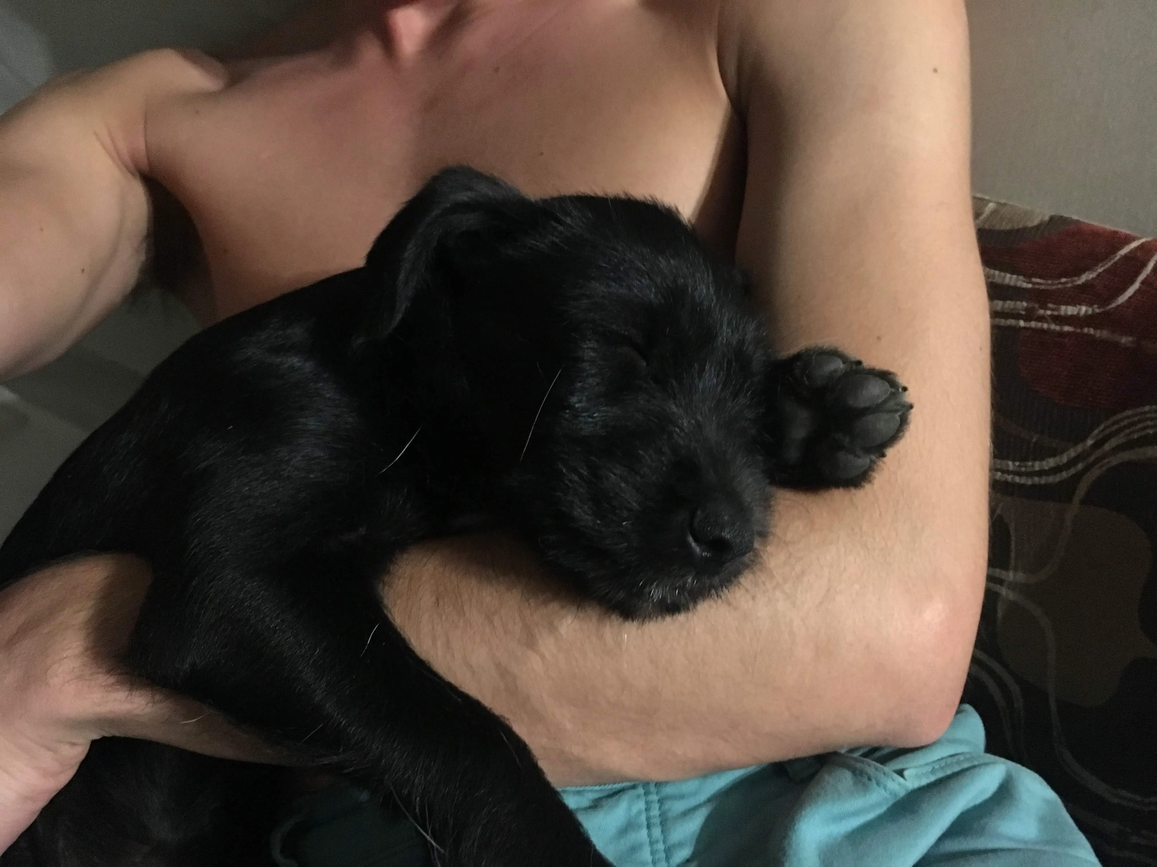 A puppy! Temporary foster