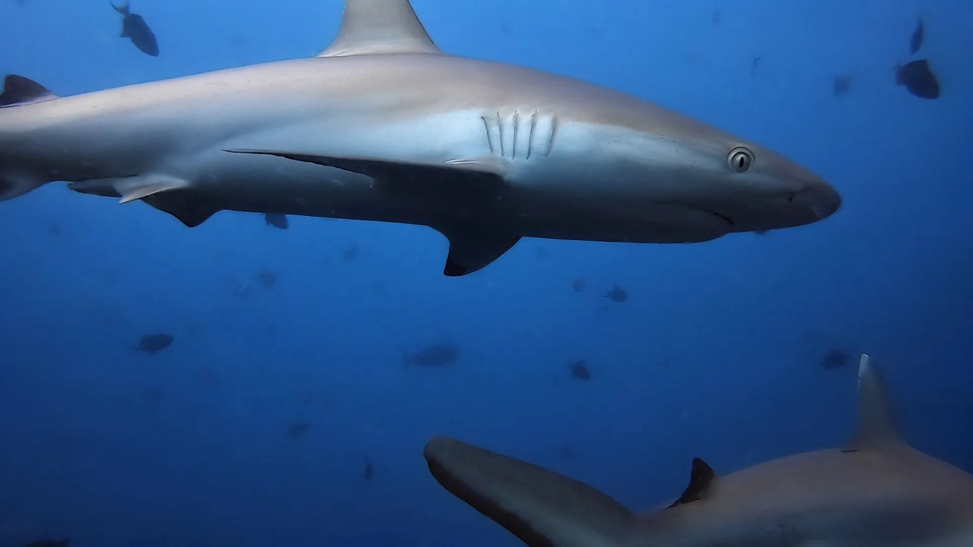 The sharks weren't shy either.