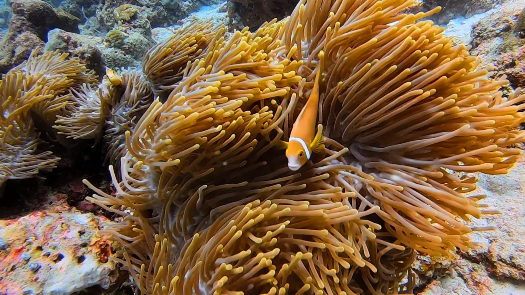 Hanging out in the anemone.