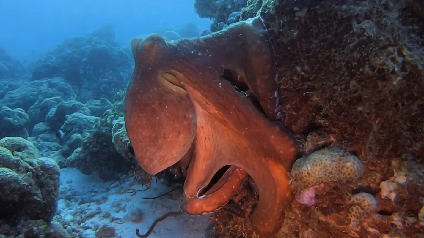 Octopus!