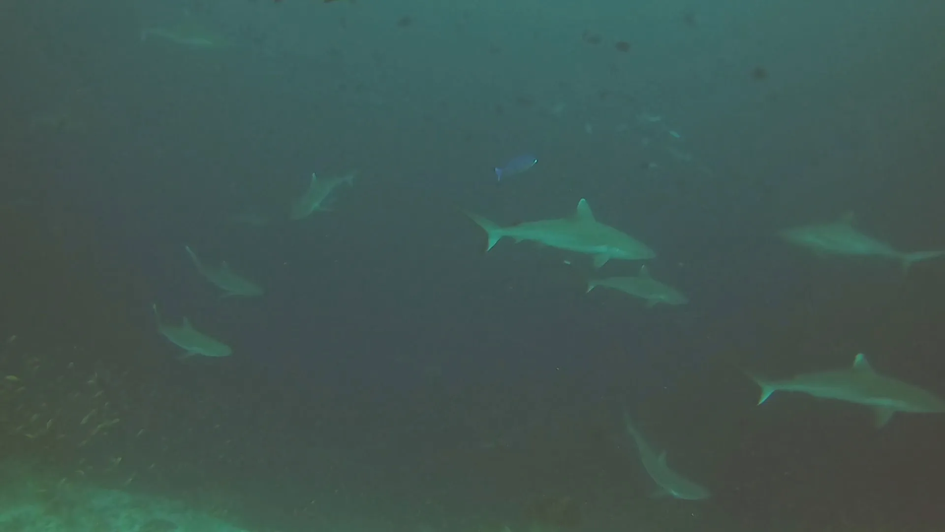 Like I said, a lot of sharks!