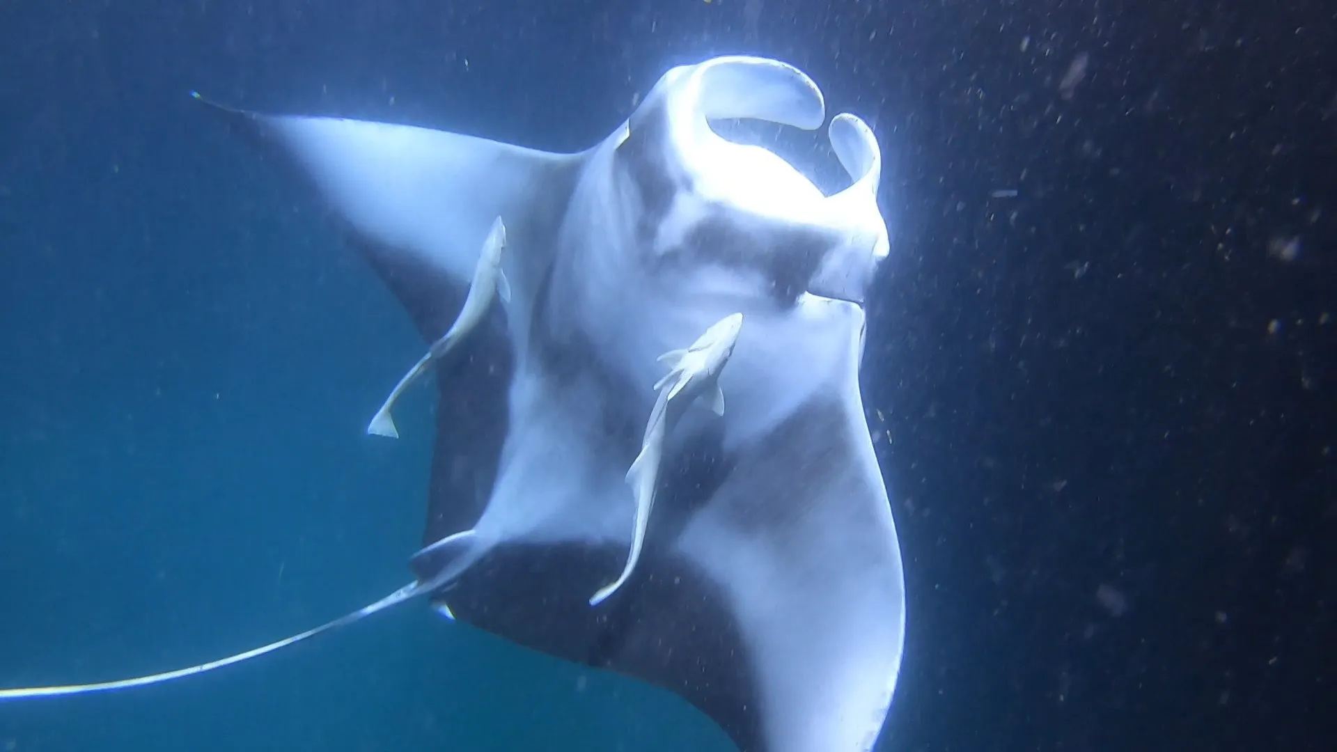 Manta at a plankton buffet.