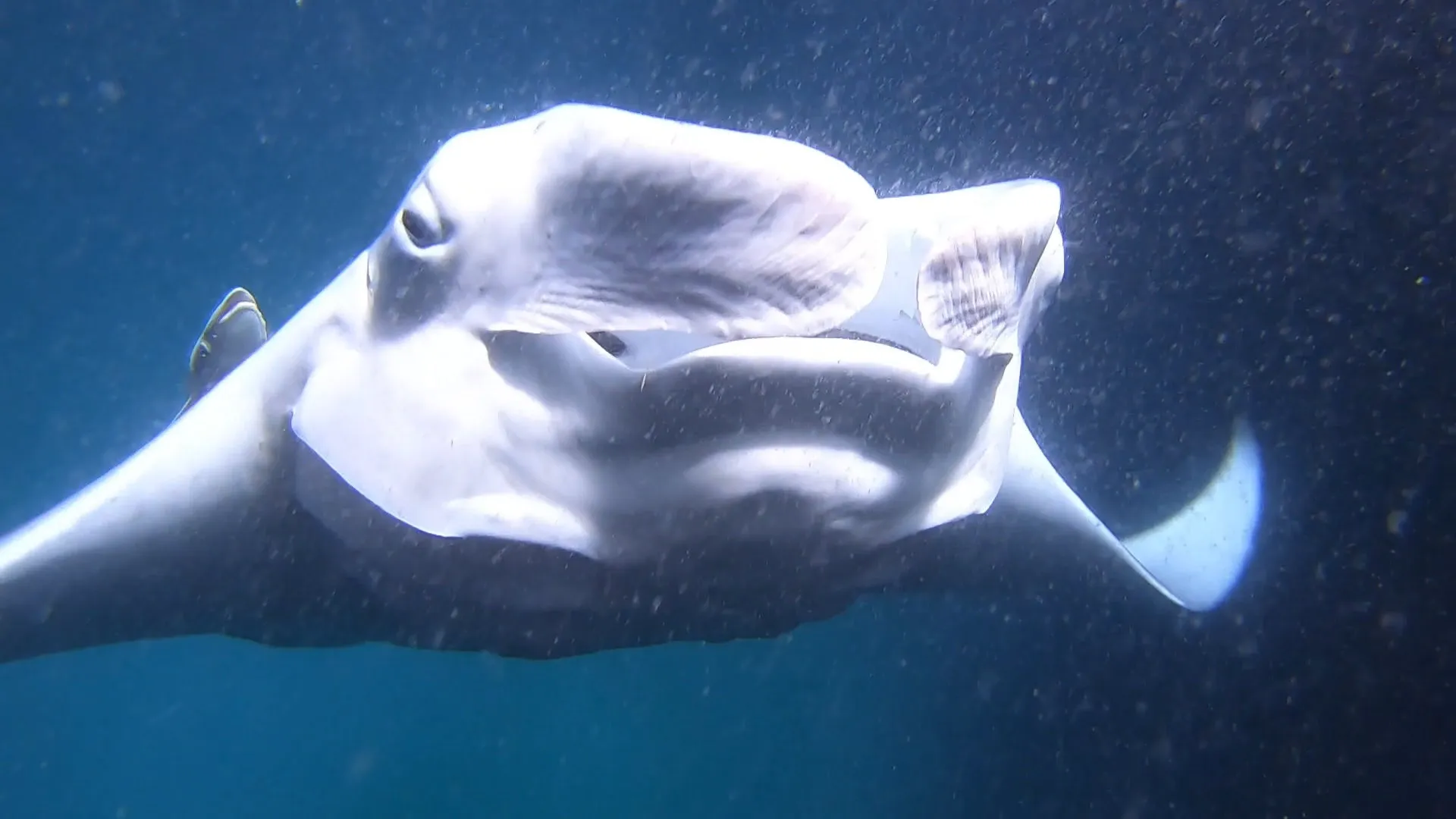 Great close up of a manta and a remora riding along