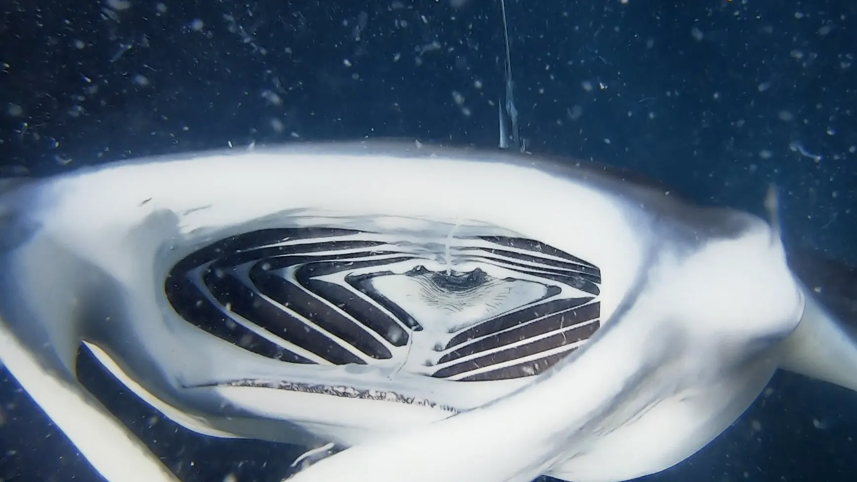 Never thought I'd be so close to see inside a manta!