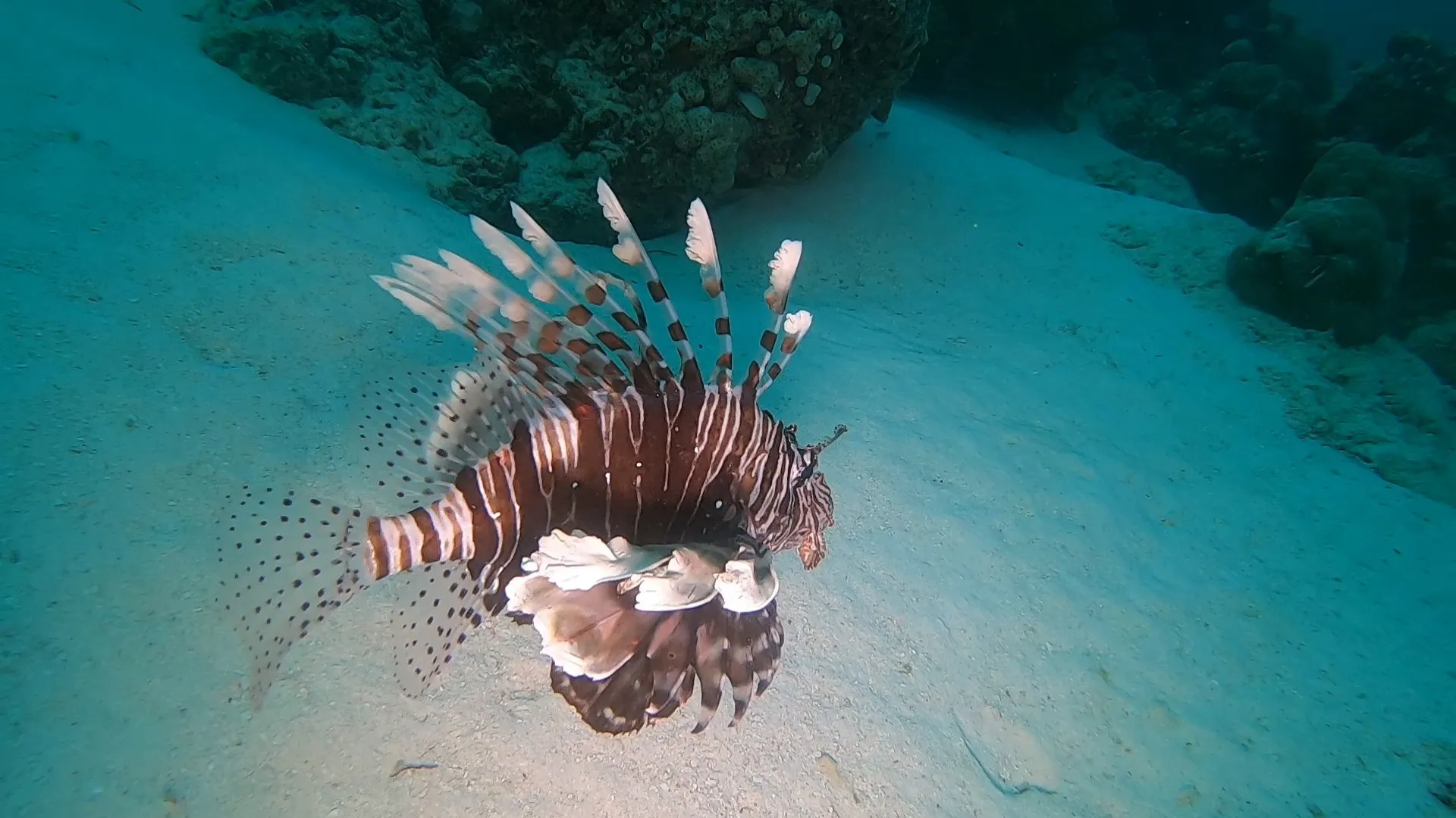 Lionfish.